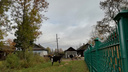 В Ярославской области 20 коров сбежали от хозяина и ушли гулять в город