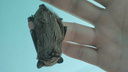 «Уборщица их шваброй гоняет»: летучие мыши заполонили дома ярославцев