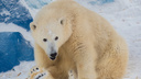 Белых медведей из «Роева ручья» накормили ледяным тортом из рыбы и фруктов в честь их праздника