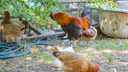 Опасная зона: на донской птицефабрике вспыхнул птичий грипп