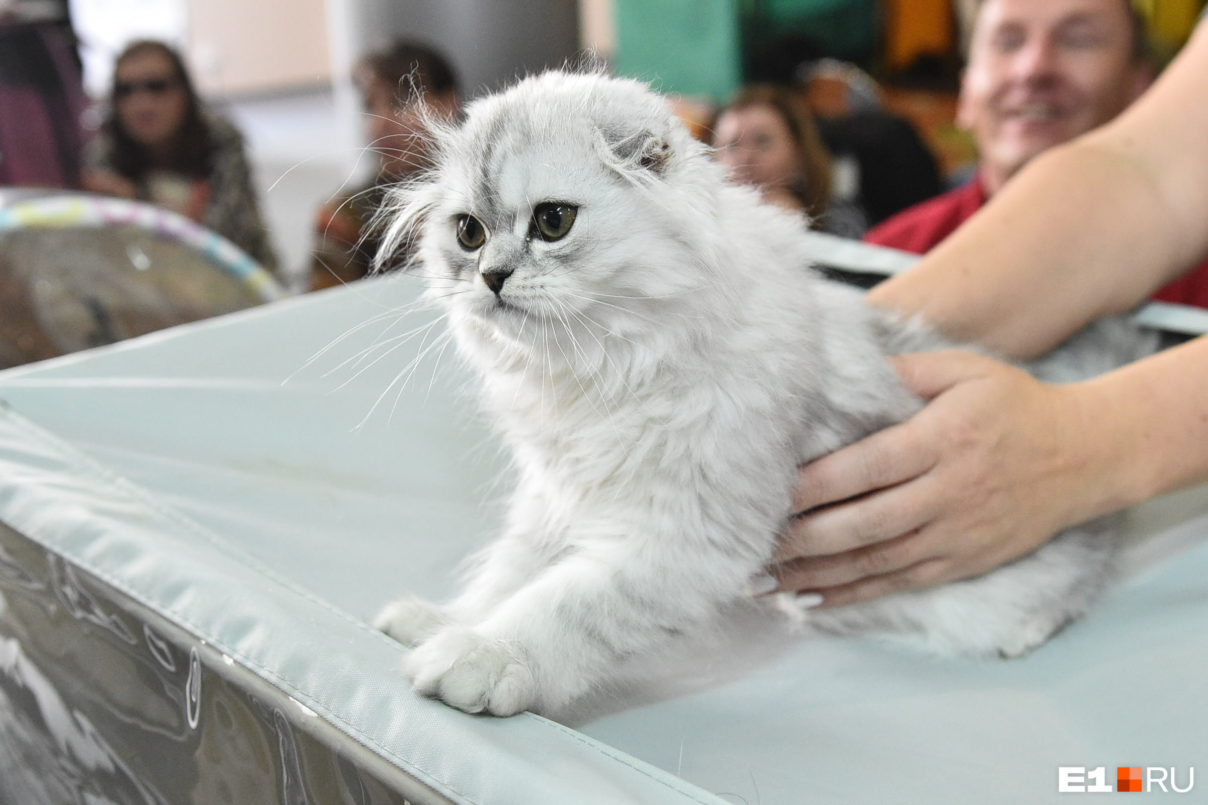 Выставка кошек оренбург. Робот кошка на выставке. Фото выставки кошек помещение.