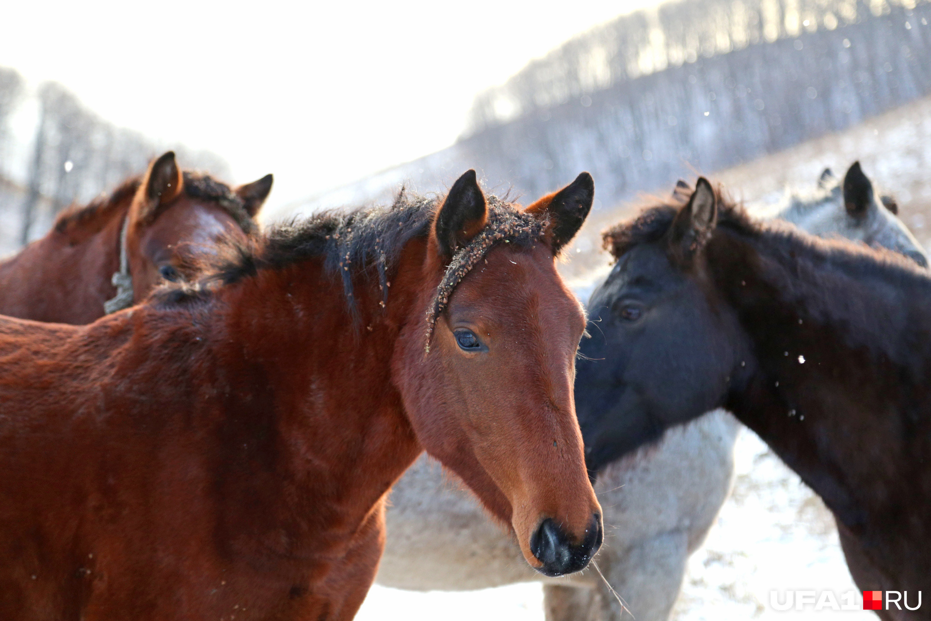 Конезаводчики уверяют, что чёрные лошади наиболее быстры и выносливы, а рыжие имеют очень нестабильный характер