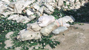 Видео: тонны выброшенного новосибирцами стекла переплавили в новые бутылки
