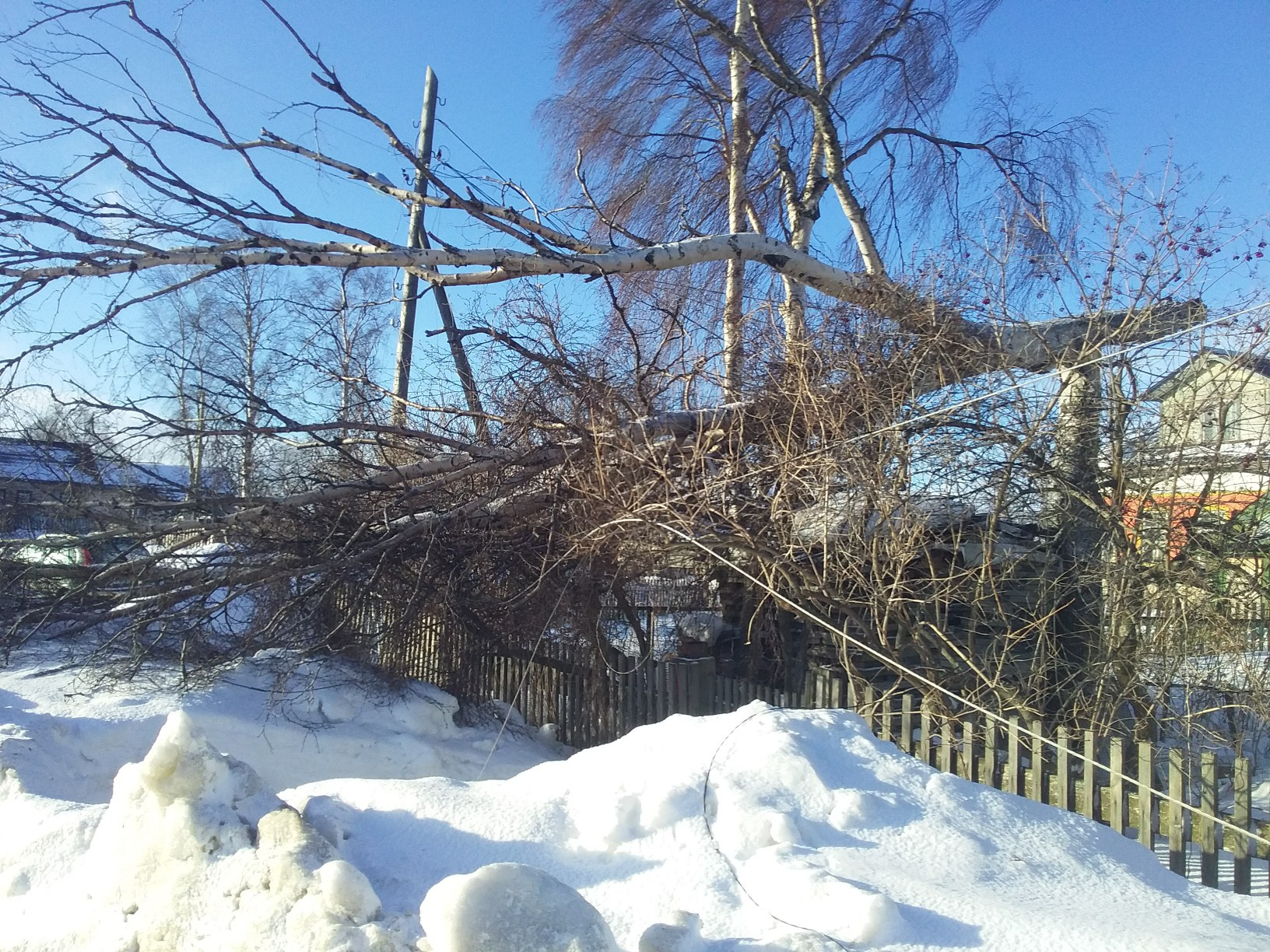 В деревне Повракульская Приморского района повалило деревья