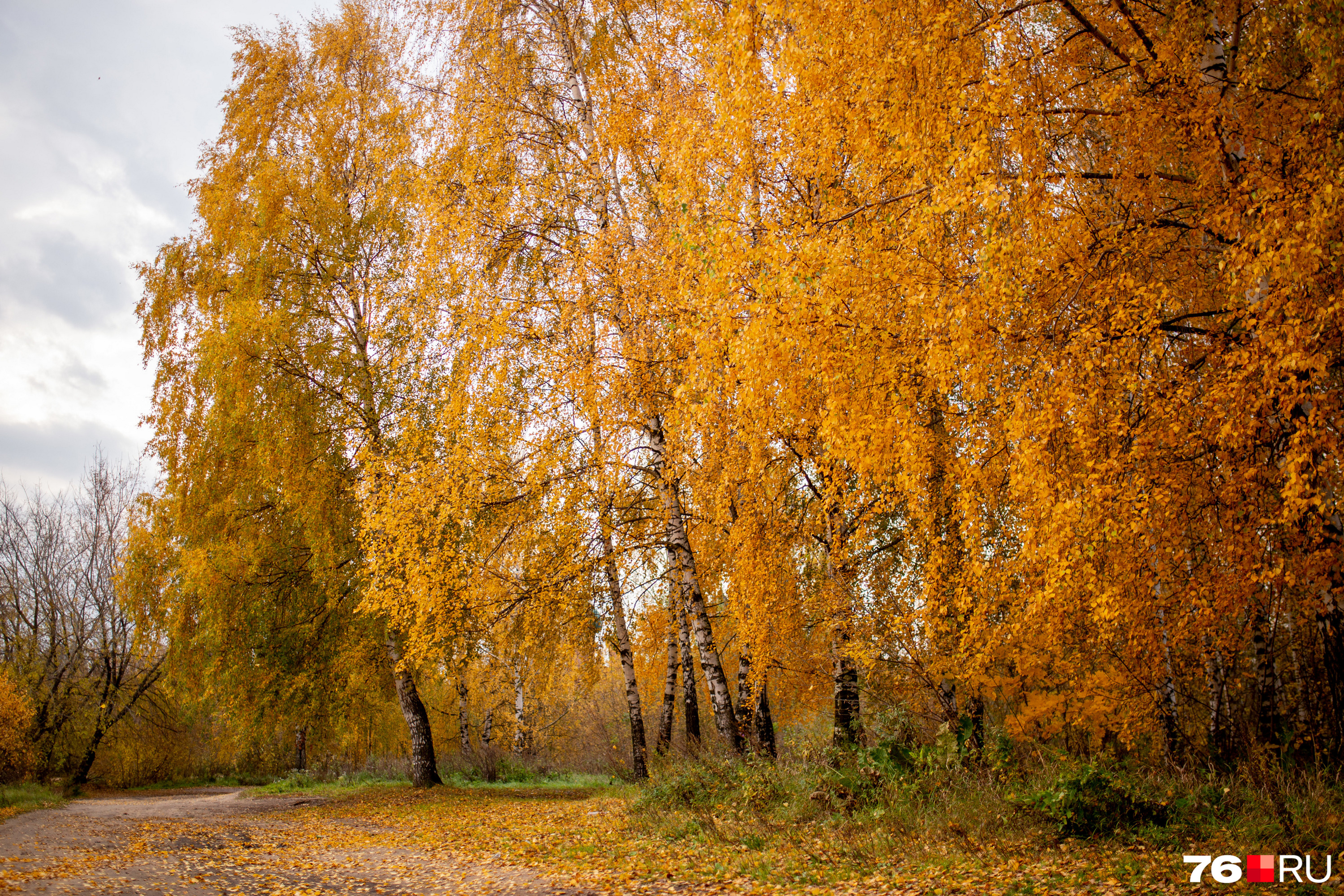 Осень в золоте. Золотая осень Ярославль. Осень в России. Россия осенью. Ярославские осенние пейзажи.