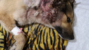 Грибники нашли собаку с пулевым ранением на обочине трассы под Новосибирском