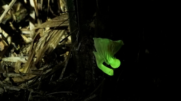 Красноярские ученые выяснили, почему светятся грибы, и создали светящиеся дрожжи