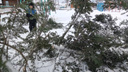 «Как так-то?!» Лесничий в Енисейском районе распилил новогоднюю ель на куски
