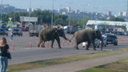 В Самаре по Южному шоссе гуляли слоны
