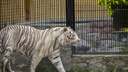 Время для долгих прогулок: Новосибирский зоопарк меняет график работы