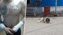 Прокуратура разобралась, кто виноват в нападении пса на спасателя в Новокуйбышевске
