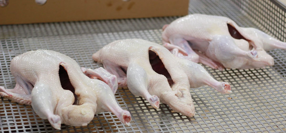 Специалисты установили, что бактерии вполне могли попасть в полуфабрикаты на птицефабрике