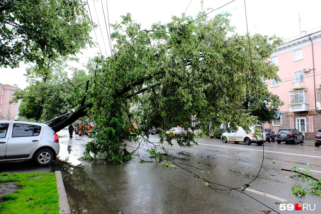 После грозы пермские деревья повисли на проводах и легли на машины
