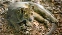 В Новосибирском зоопарке поселились редкий хищник с Мадагаскара и кошки, которых в России больше нет