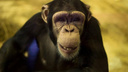 В Ростовском зоопарке шимпанзе отпразднует свое девятилетие