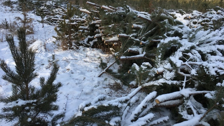 «Выбирали лучшие деревья»: под Челябинском пропадают сотни незаконно вырубленных сосен