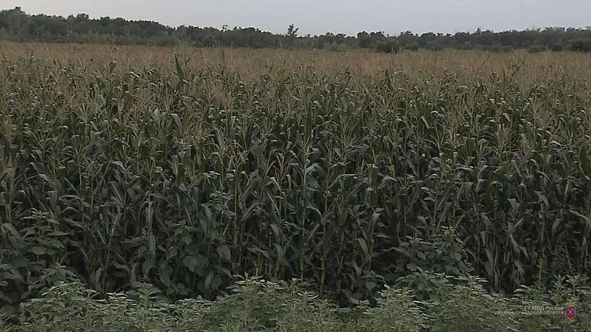 Плантация конопли спряталась за кукурузой