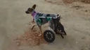 «Теперь гоняет на больших скоростях»: в Волгограде собаку-инвалида поставили на два колеса