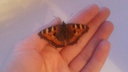Чудо с крыльями: в Новосибирске проснулись бабочки