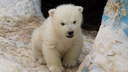 Ростик пропал: белый медвежонок исчез накануне своего дня рождения