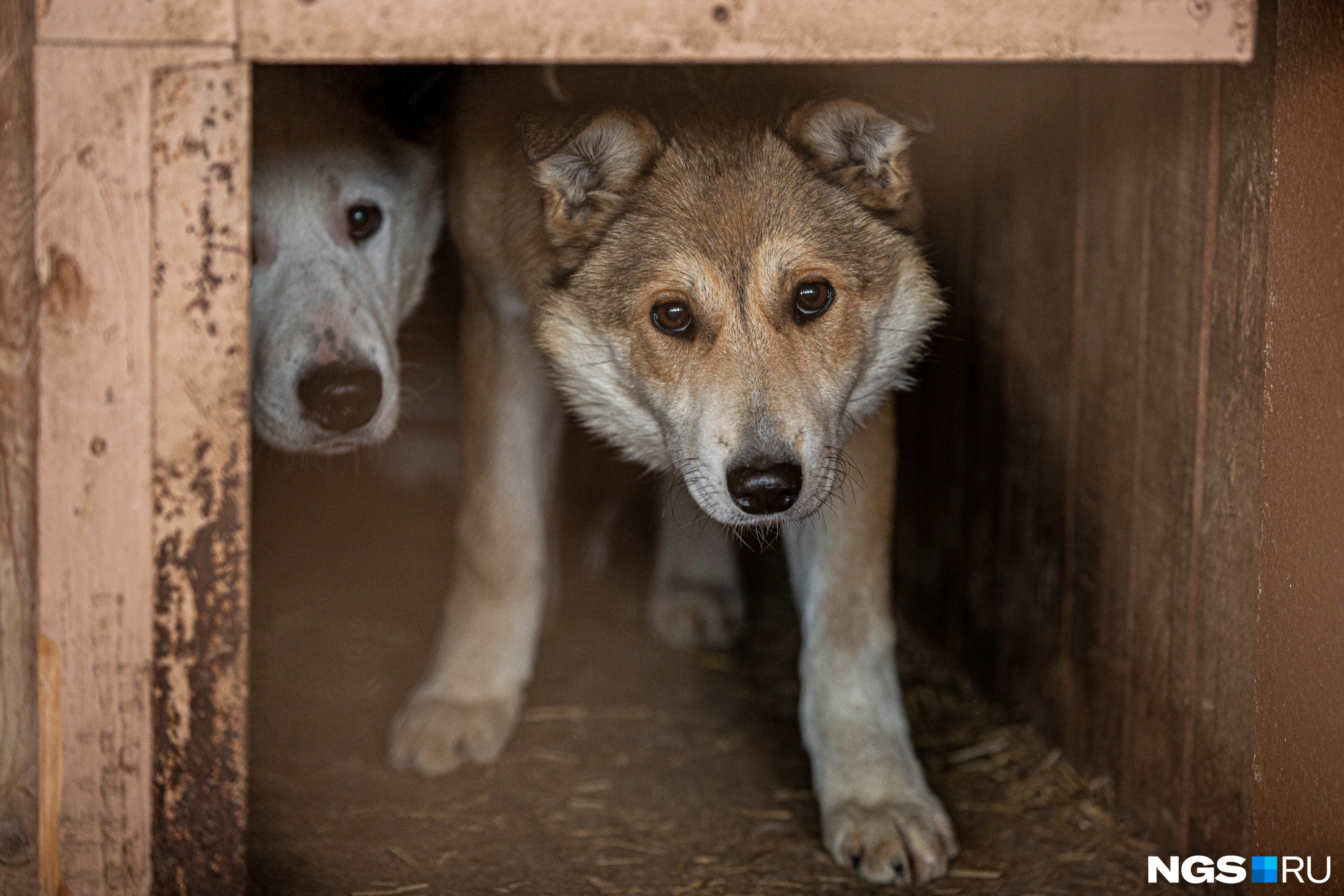 Раньше в Новосибирске отлавливали и утилизировали 3000 собак в год 