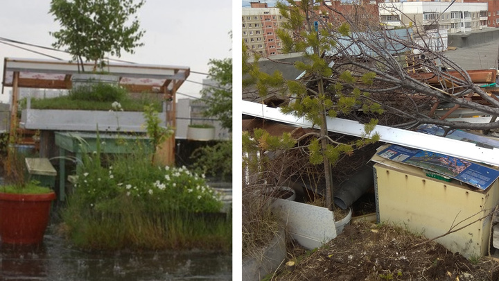 В Екатеринбурге уничтожили сад на крыше 9-этажки, который 18 лет назад разбил местный житель