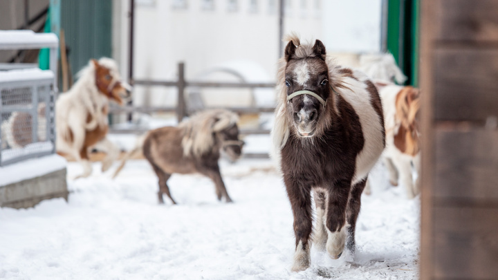 Лошади размером с собаку: репортаж с челябинской фермы, где воспитывают самых маленьких пони