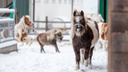 Лошади размером с собаку: репортаж с челябинской фермы, где воспитывают самых маленьких пони