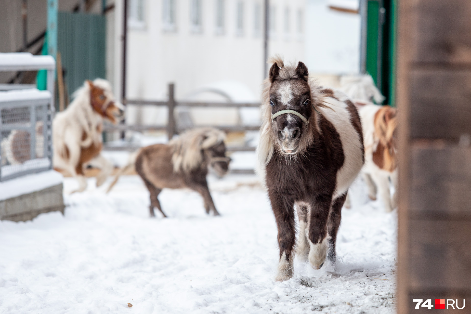 Репортаж с челябинской пони-фермы, где воспитывают самых маленьких лошадей  1 января 2020 г - 1 января 2020 - 74.ru