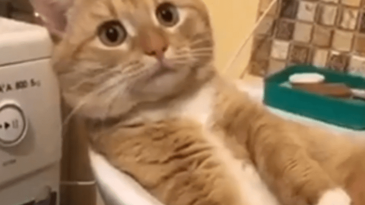 Нижегородец набрал 3 миллиона просмотров за 3 дня в социальной сети, разговаривая с котом