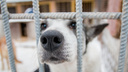 2372 рубля на животное: в Самарской области рассчитали тариф на отлов бездомных собак и кошек