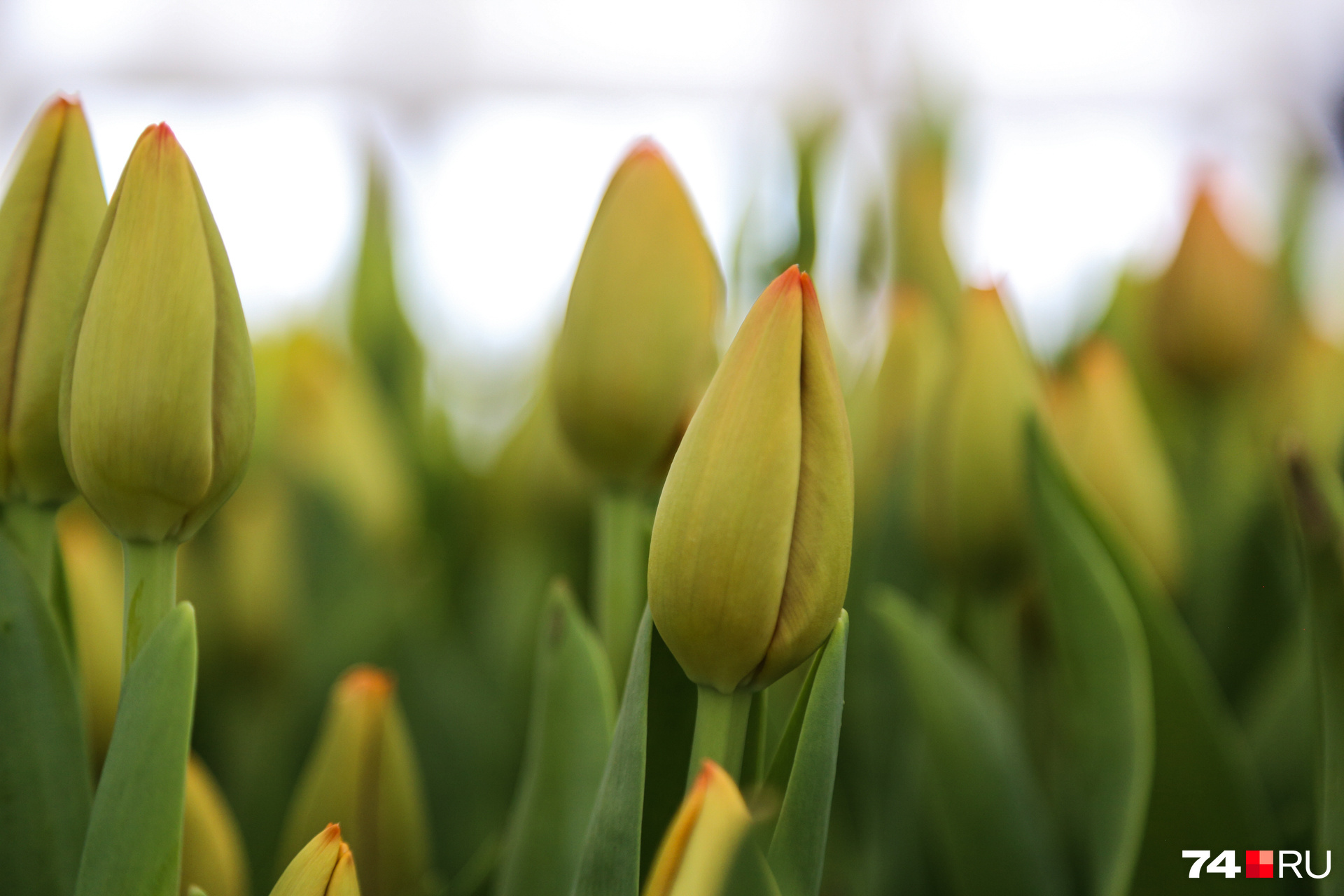 В Миассе не верят, что жёлтые тюльпаны — вестники разлуки