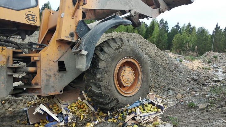В Екатеринбурге уничтожили больше тонны груш, которые незаконно привезли из Бангладеш