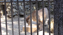 Ленивая пума отказалась от коробки мяса в новосибирском зоопарке