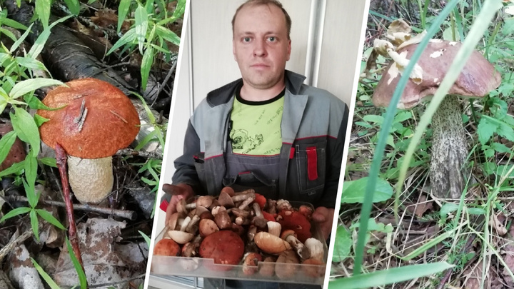 По дедушкиным приметам: открываем секреты, как правильно искать грибы в лесу