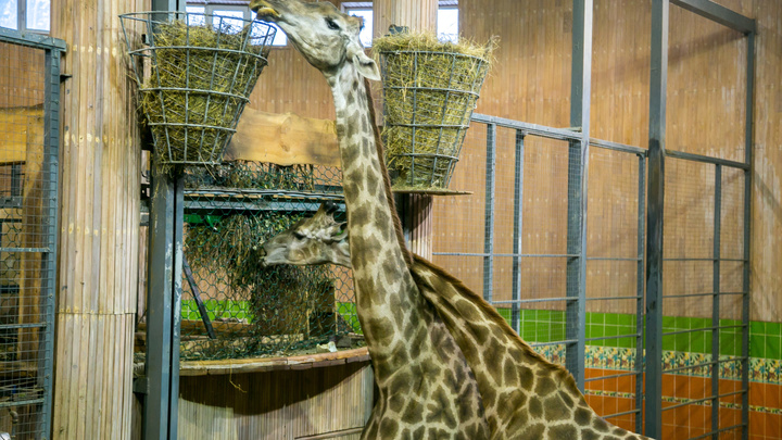 Единственный самец жирафа в красноярском зоопарке погиб ночью от болевого шока