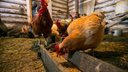 В курицах красноярской птицефабрики нашли кишечную инфекцию и объявили карантин