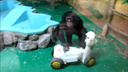 Страсти в зоопарке: шимпанзе Филя и Люся повздорили из-за коня на колёсах