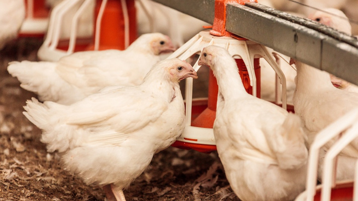 За разбросанный куриный помёт челябинский агрохолдинг заплатил 18 миллионов рублей