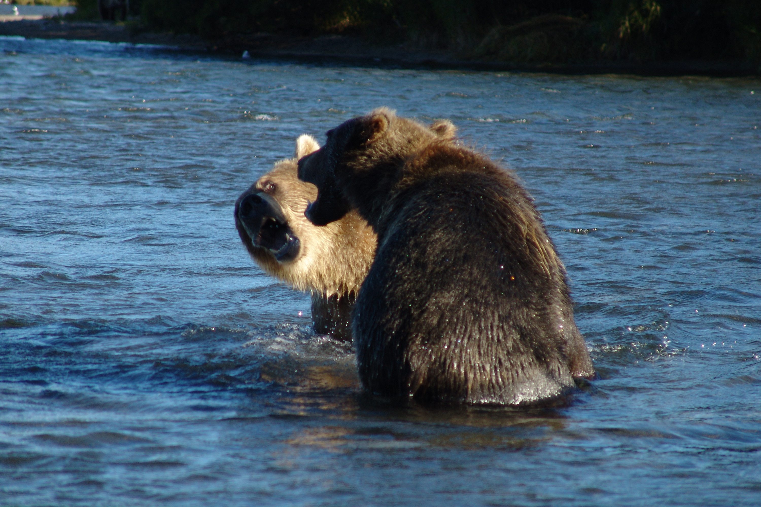 Архангельские инженеры наблюдали медведя вблизи на озере Ажабачье