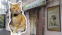 Хозяйка зоомагазина на Кировском выходила кота без лапки и сделала своим помощником