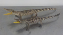 В Самаре на таможне задержали чучела сиамских крокодилов