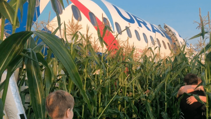 Самолет «Уральских авиалиний», севший в кукурузном поле, демонтировали: видео