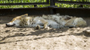Всех сморило: как звери в зоопарке переживают жару (вы будете завидовать лемуру)