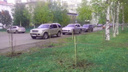 В качестве компенсации за вырубленные деревья в Архангельске посадили 250 берёз