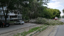 Трамваи встали в пробку: в Самаре на улице Врубеля завалилось огромное дерево