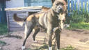 «Верните собаку на остановку»: жители Ярославля обвинили приют для животных в воровстве пса