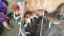 Тюрьма для собак: под Ростовом у хозяек замученных лошадей нашли 36 истощенных псов