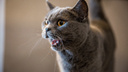 В Новосибирске ветеринары нашли у кота бронхиальную астму — диагноз связали с пассивным курением
