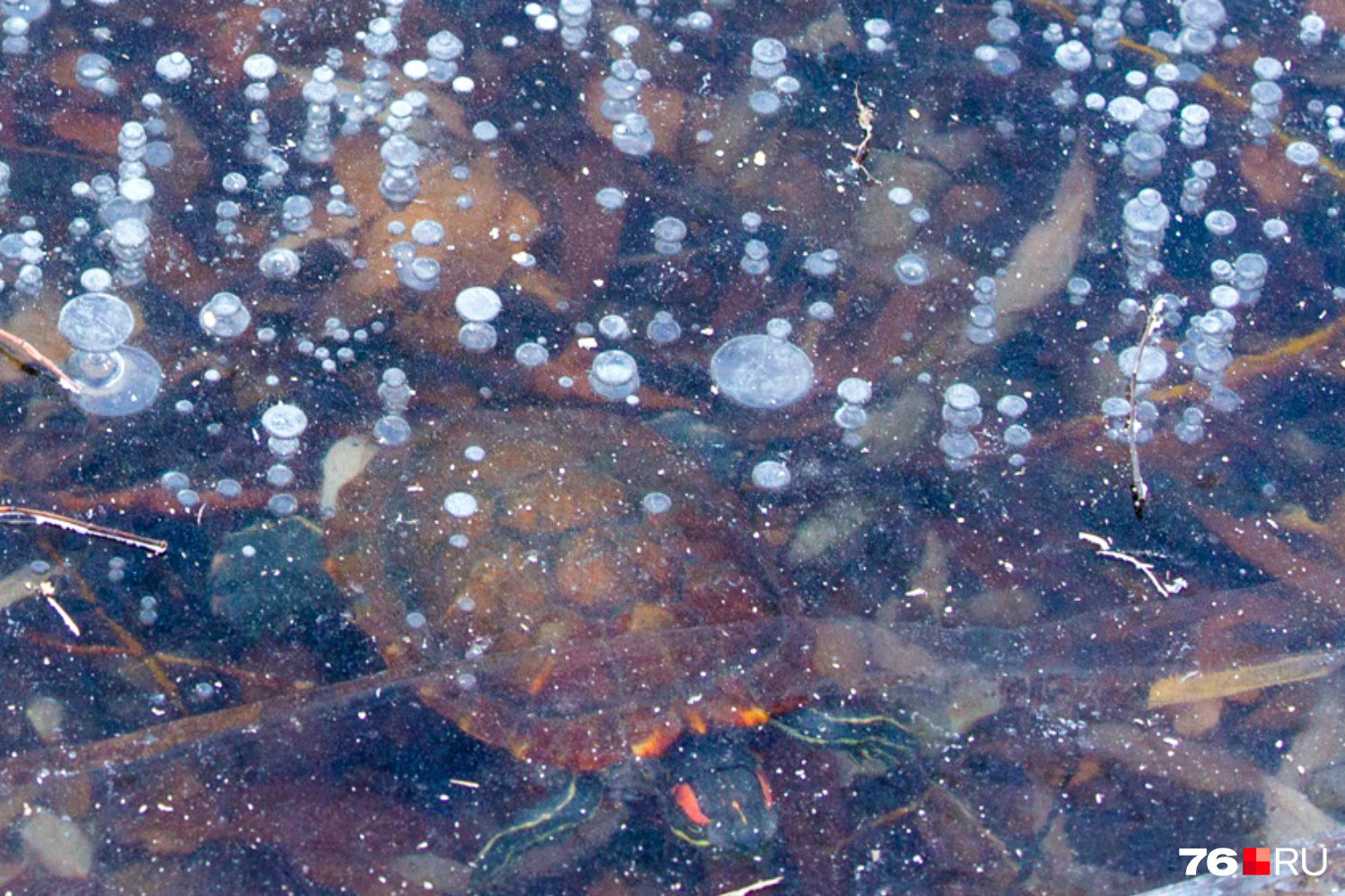 В пруду Ярославля подо льдом живёт черепаха - 14 ноября 2018 - 76.ру